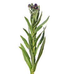 Hound's tongue blooming plant, Cynoglossum officinale