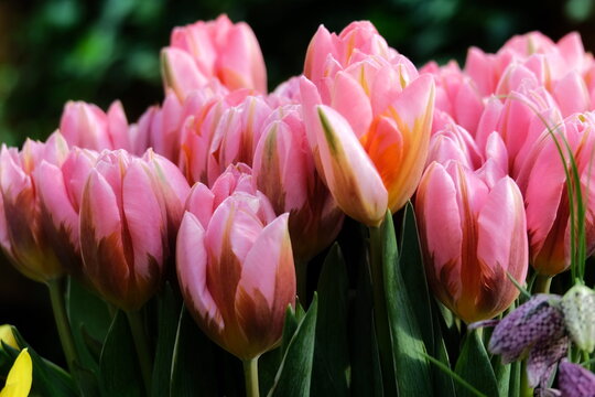 Group of colorful tulip in spring garden. Bright pink tulip photo background. Amazing spring concept and background.