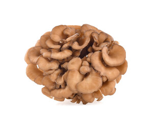 maitake mushrooms isolated on white background
