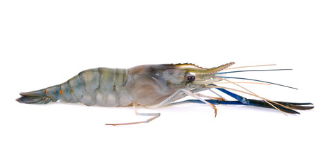 Giant freshwater prawn, Fresh shrimp isolate on white background