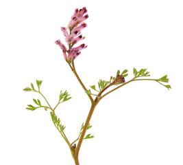 Pink flower of Fumitory plant, Fumaria officinalis