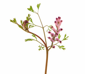 Pink flower of Fumitory plant, Fumaria officinalis
