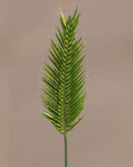 Single green ear of grass