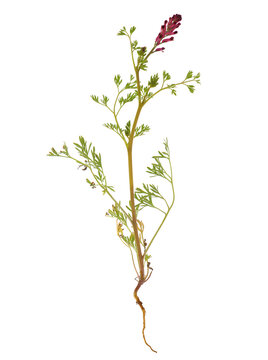 Blooming Fumaria officinalis, known as the common fumitory, drug fumitory or earth smoke. The entire plant with flower and root