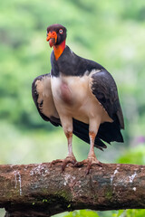 King vulture, Sarcoramphus papa, large bird found in Central and South America. Flying bird, forest...
