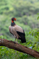 King vulture, Sarcoramphus papa, large bird found in Central and South America. Flying bird, forest in the background. Wildlife scene from tropic nature. Red head bird. Condor with open wing, Panama