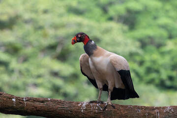 King vulture, Sarcoramphus papa, large bird found in Central and South America. Flying bird, forest...