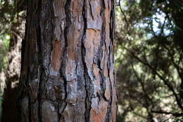 Tree texture