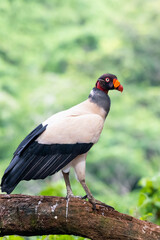 King vulture, Sarcoramphus papa, large bird found in Central and South America. Flying bird, forest in the background. Wildlife scene from tropic nature. Red head bird. Condor with open wing, Panama