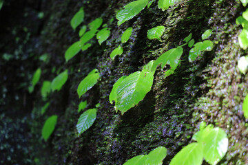 森の木々と自然