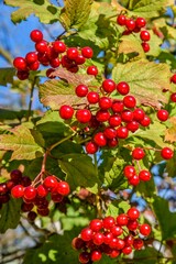 Red viburnum berries on a branch close-up.