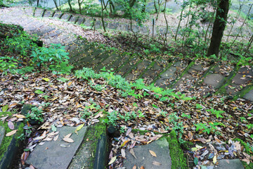 森の木々と自然