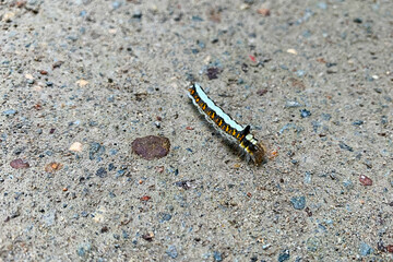 A colorful caterpillar crawls the asphalt road. Wild insects in the city environment