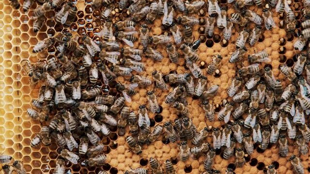 Bee Keeper Holding Honeycomb Beehive Frame. Honey Bee on honeycomb. Close-up of bees on honeycomb in apiary. Apiculture. Natural product. Beeswax. Bee farm.