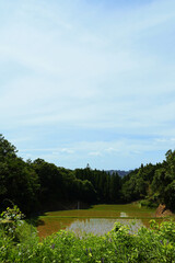 森の木々と田んぼ