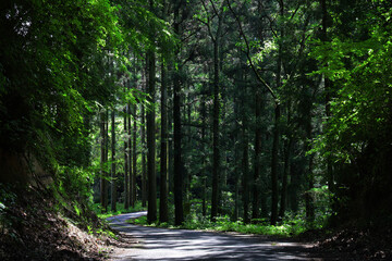 森の木々と自然