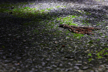 道路の苔