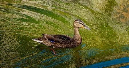 Obraz premium wild duck in a lake in the mountains of Benasque