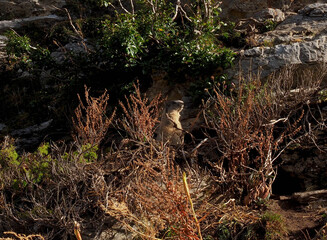 wild groundhog in the mountains of benasque
