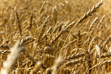Wheat ears growing on the field. Harvesting wheat of fodder varieties.
