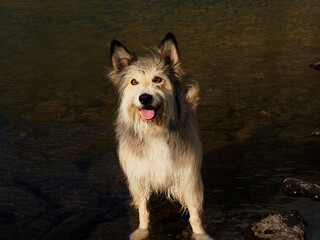 little dog in a lake in the mountains of Benasque