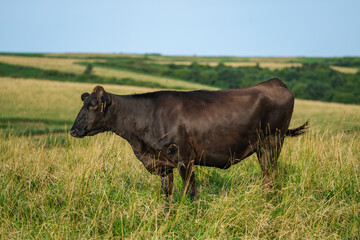 稚内の牛