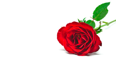 Fototapeta premium Red rose on a white background