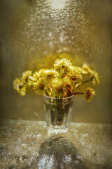Tussilago bouquet in glass. Photo taken on helios manual lens