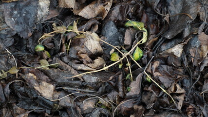 close up of  wet dried leaves