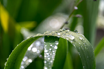 drops of dew on a grass