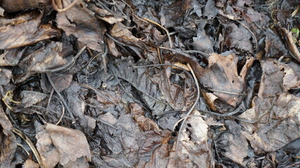 close up of  wet dried leaves