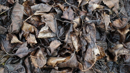 close up of  wet dried leaves