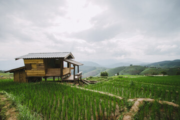 Fototapeta na wymiar hut in a rice field