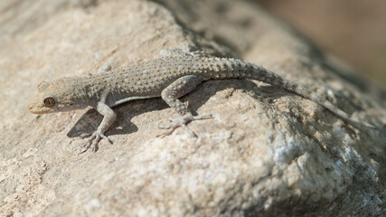 Ein Gecko in der Seitenansicht auf einem Stein