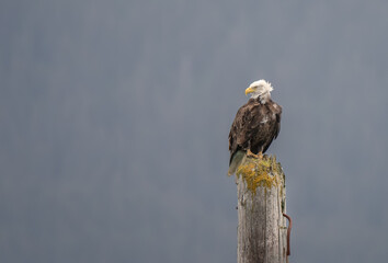 Ruffled Feathers