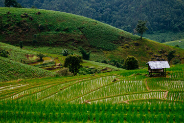 Fototapeta na wymiar rice terrace landscape on high hill