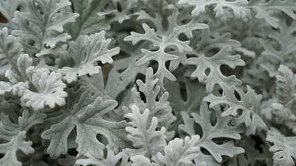 silver leaf plant closeup