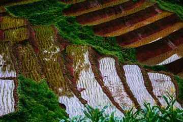 Naklejka premium detail of rice terrace agriculture
