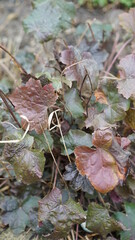 autumn leaves in the garden