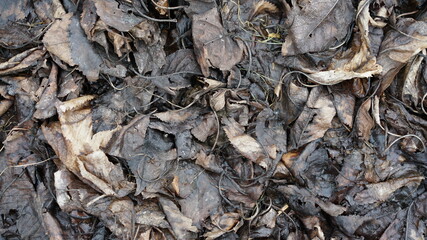 close up of brown leaves