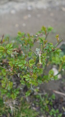 green rose leaves background