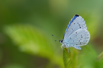 Holly Blue - Celastrina argiolus, beatiful small blue butterfly from European meadows and grasslands, Havraniky, Czech Republic.