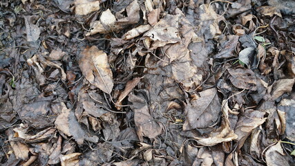 close up of brown leaves