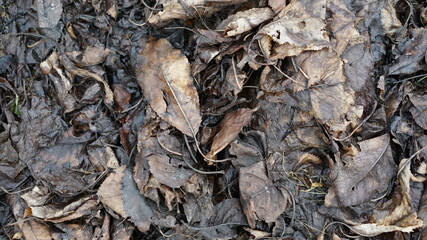 close up of brown leaves
