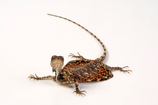 Flying dragon / Flugdrache (Draco)