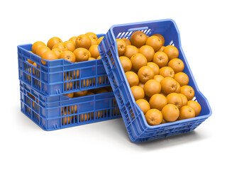 Orange fruit in plastic fruit crates isolated on white background.