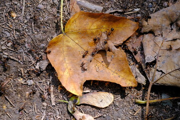 Waldameise - Ameisenpfad