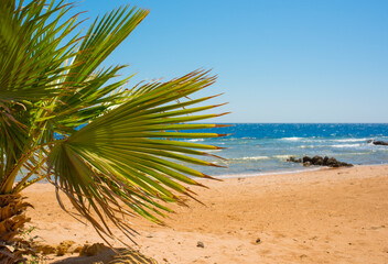  sun-drenched beautiful Red Sea coastline with swaying palm branches, yellow sand and blue water © serhii