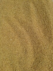 brown wheat grain background