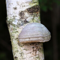 Polypore fungus on a tree, polypore also known as tinder fungus, spunk, touchwood, conk, laetiporus